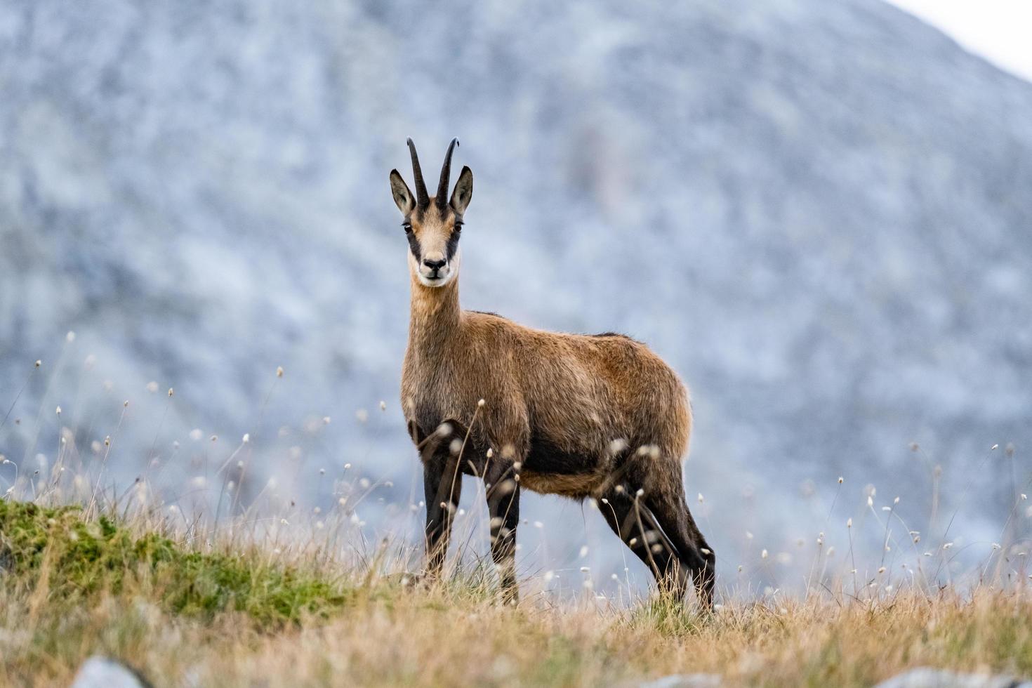 cabra selvagem nas montanhas foto