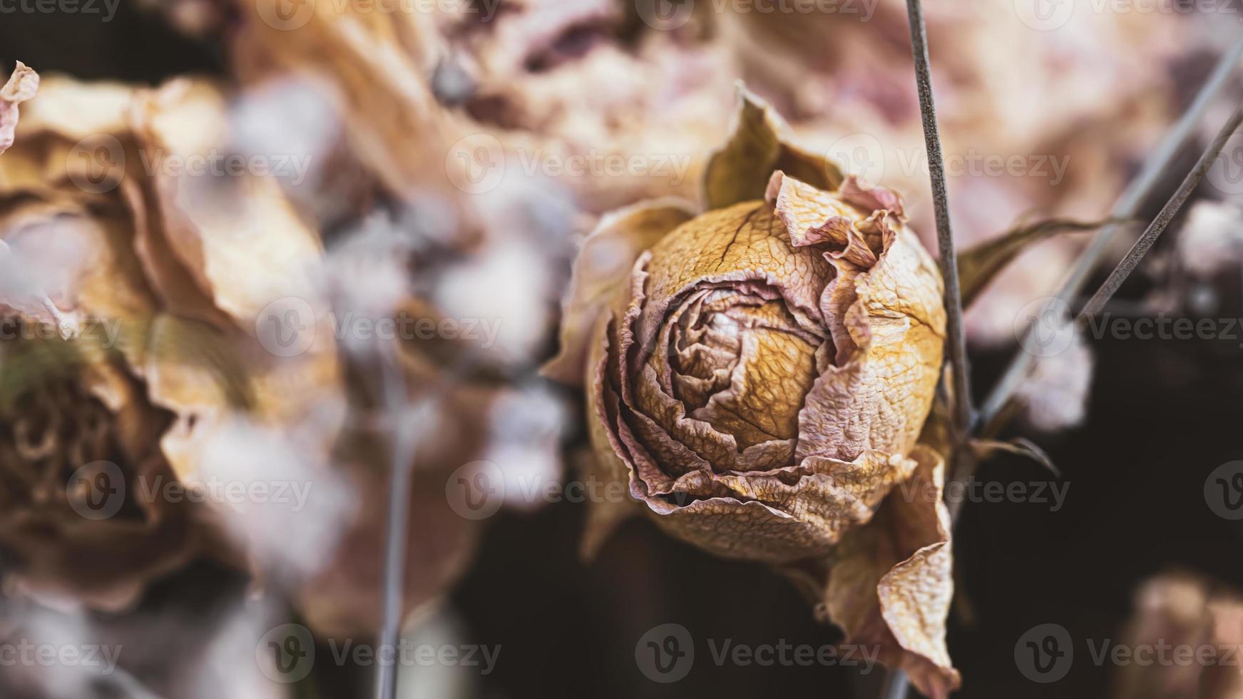 um buquê de flores secas murchas foto