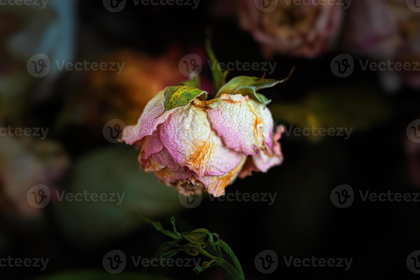 um buquê de flores secas murchas foto