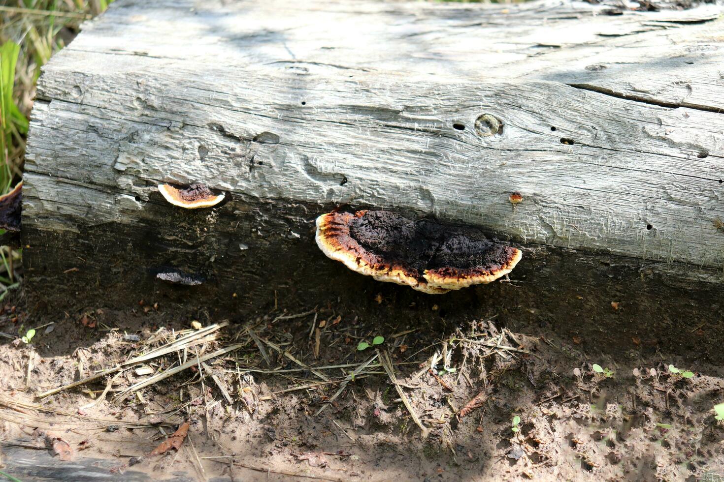 cogumelo inonotus oblíquo do a hymenochaetaceae família em a velho serrado árvore em uma ensolarado verão dia - horizontal foto