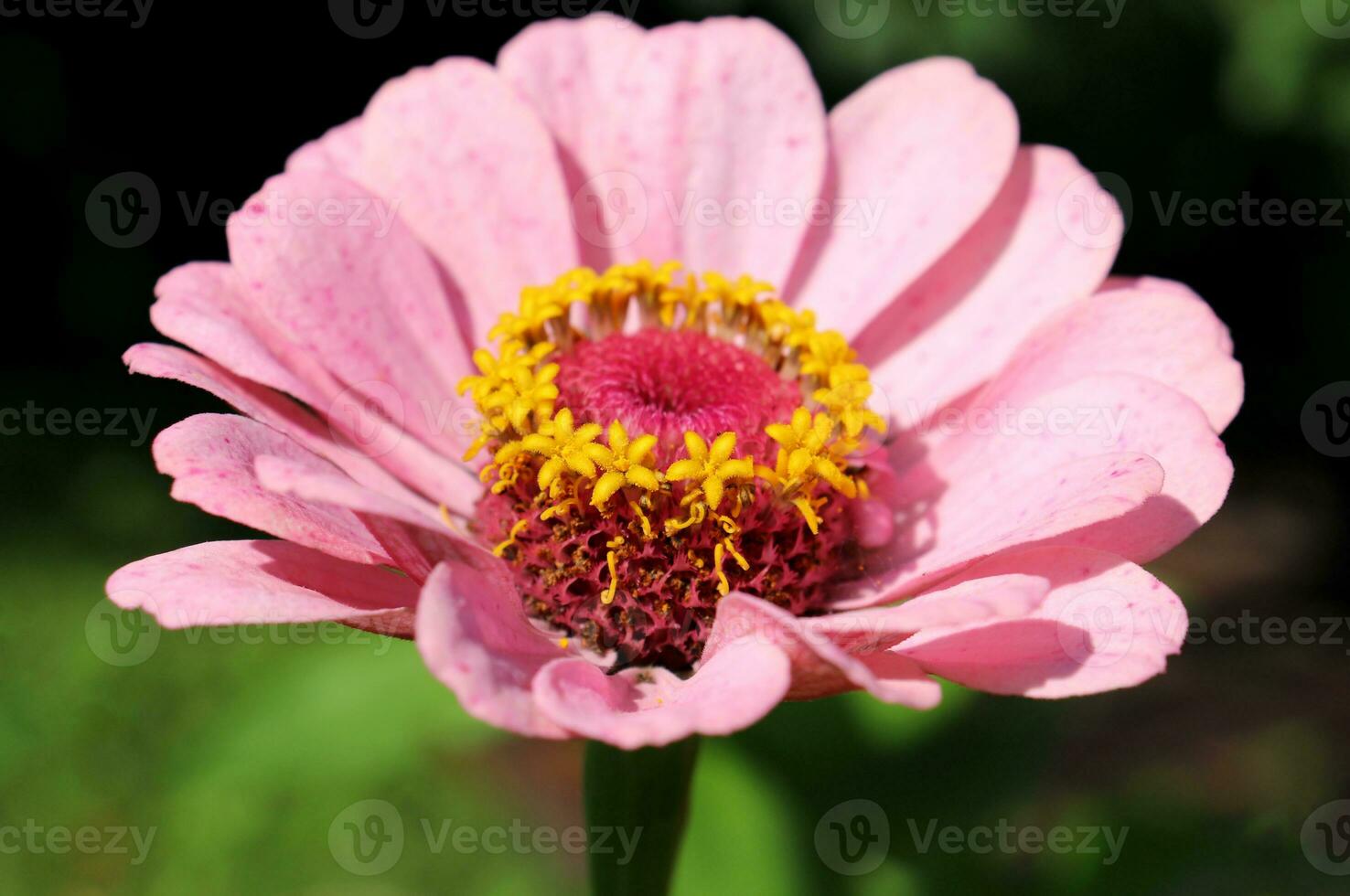 flor do brilhante luz Rosa zínia gracioso zínia Elegans dentro uma flor cama dentro a jardim. horizontal macro foto