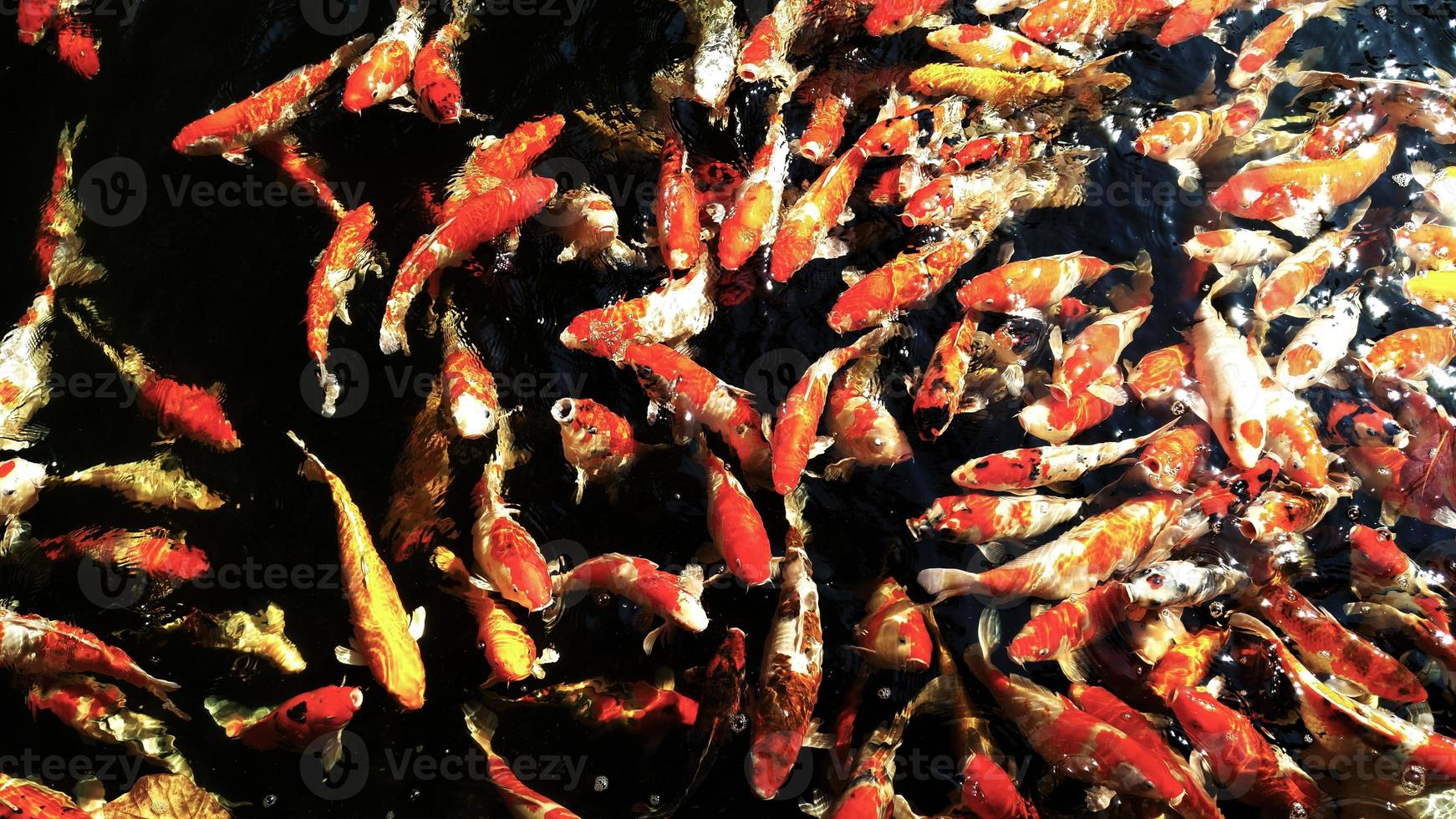 carpas fantasia de koi colorido peixes na água. foto