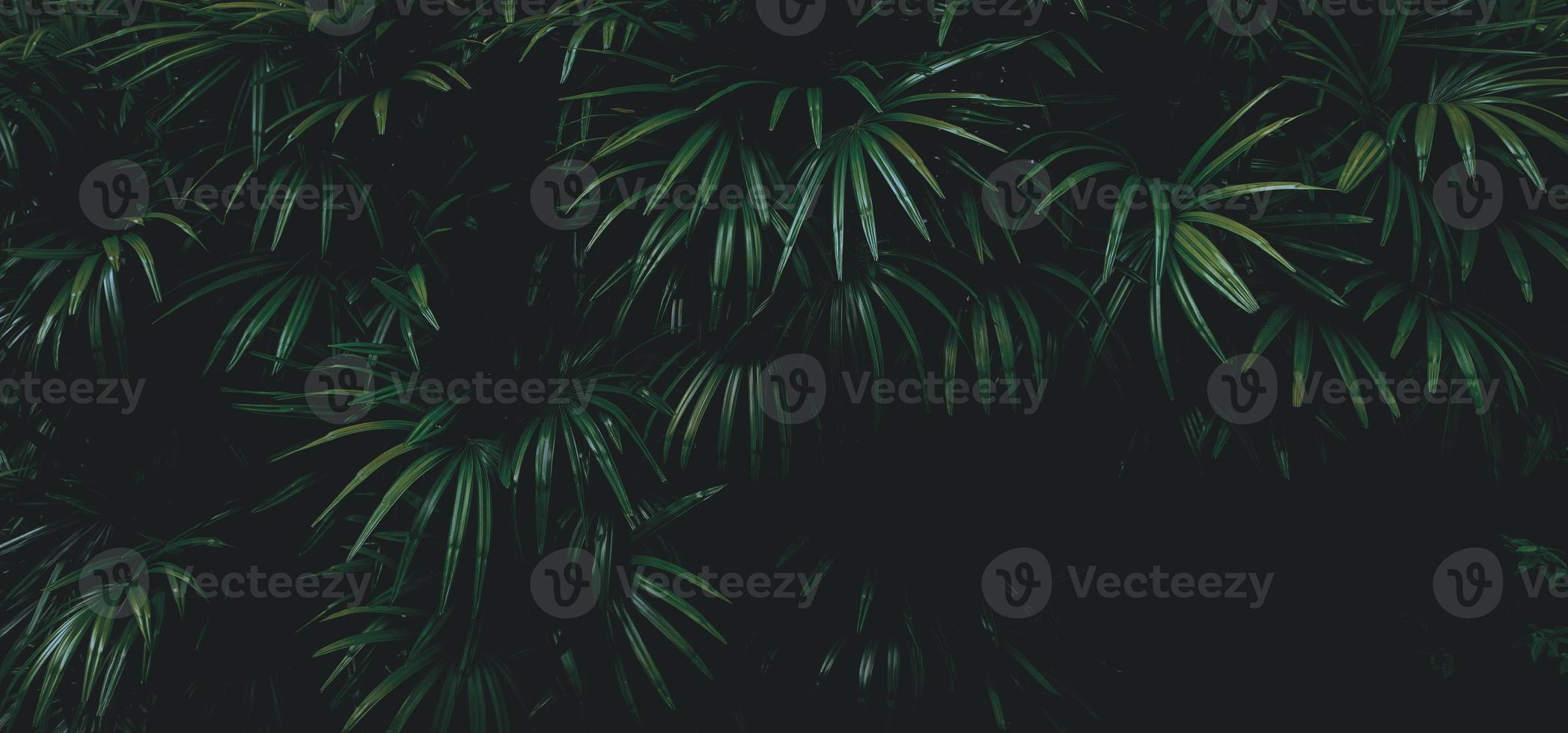 fundo de folha verde tropical, tema de tom escuro. foto