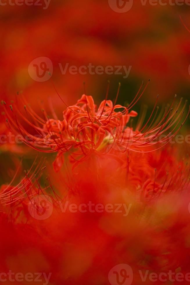 flores de lírio-aranha vermelha desabrochando no início do outono foto