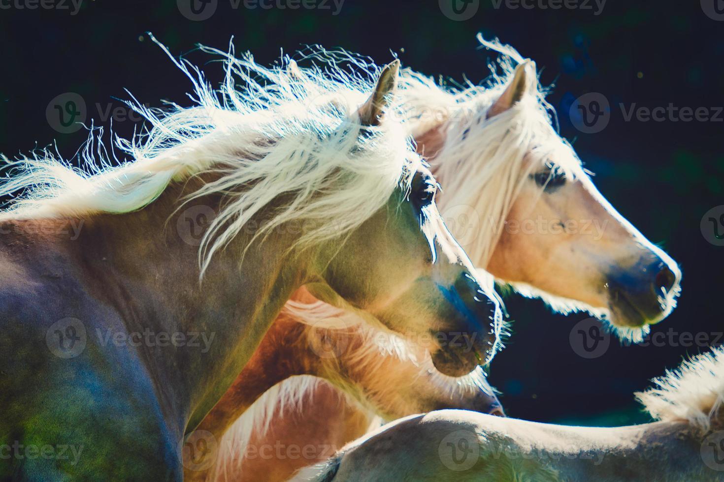 dois cavalos haflinger galopam lado a lado foto