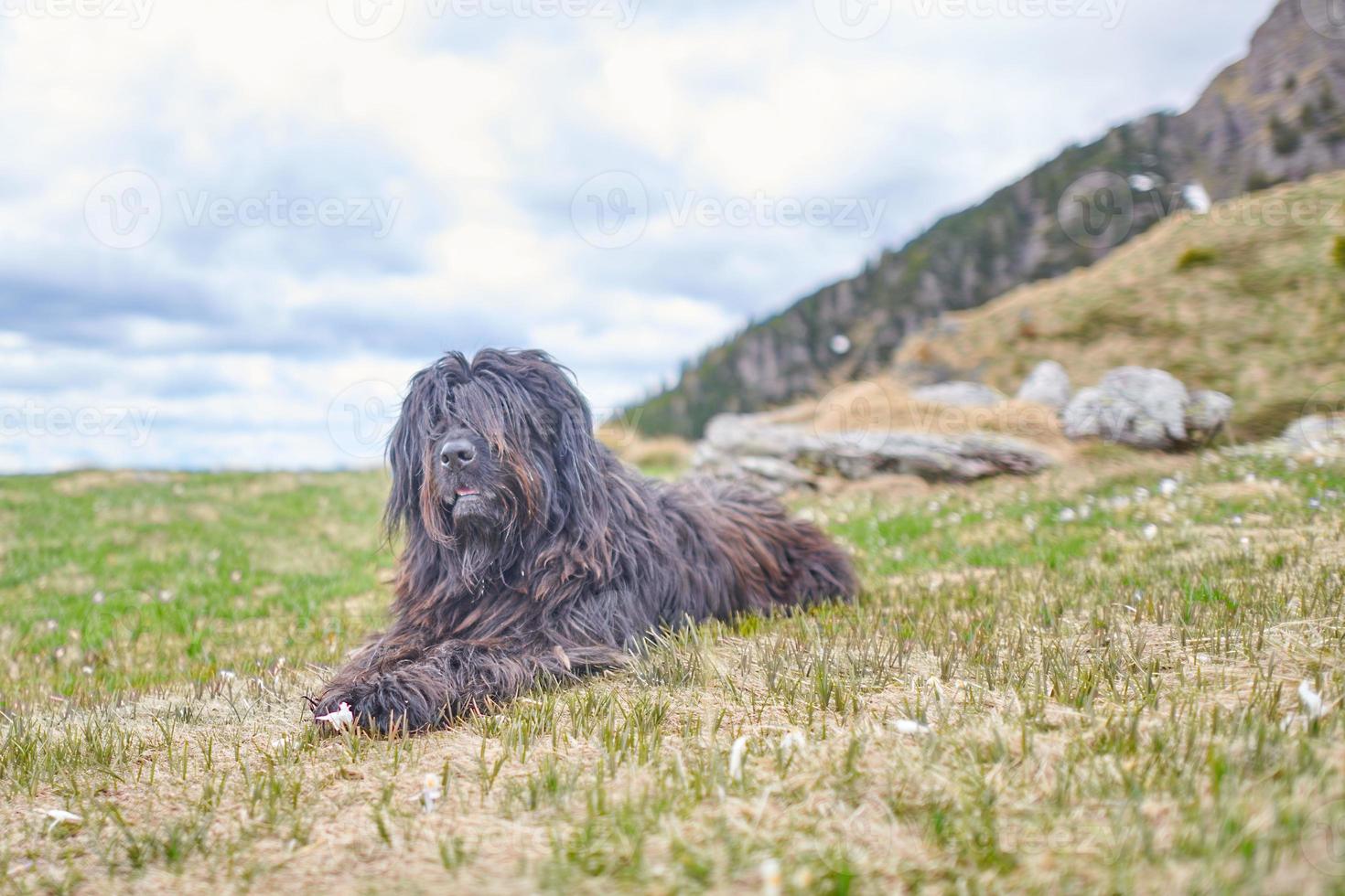 cão pastor bergamasco parece pastar sentado em um prado foto