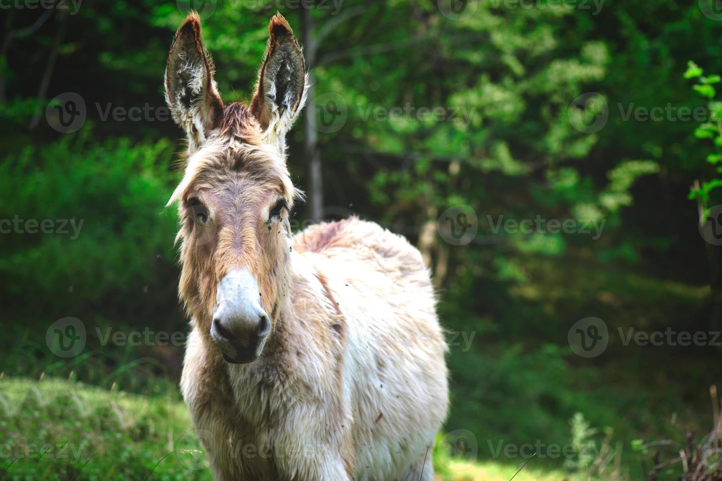 retrato de bunda na campina foto