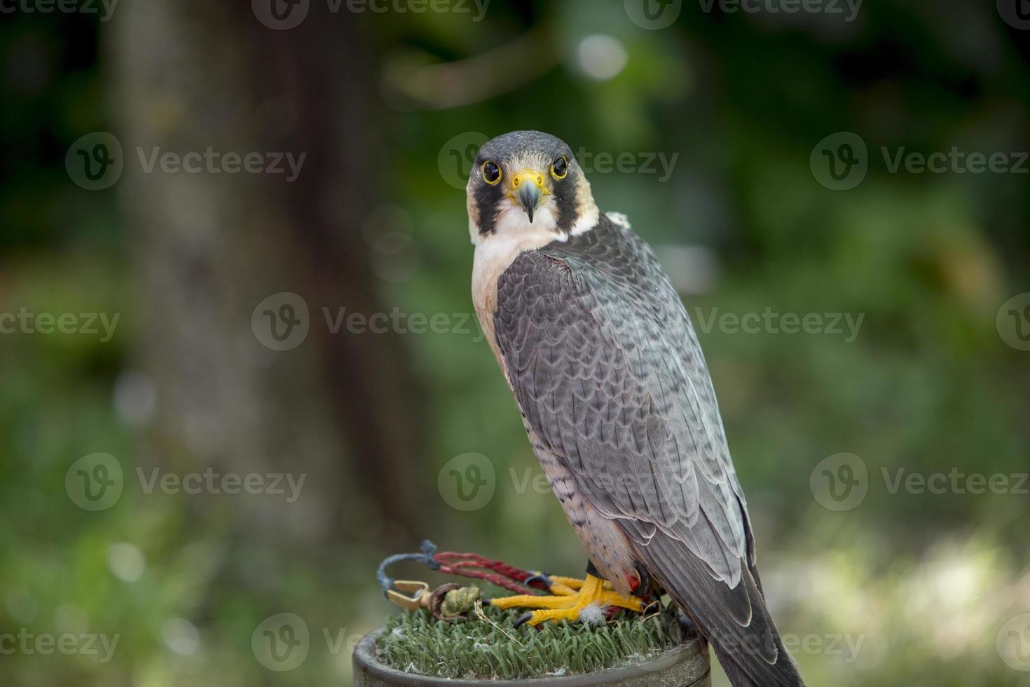 uso da falcoaria para espantar pássaros, no aeródromo cuatro vientos em madri foto