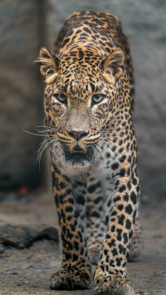 retrato do sri lankan leopardo dentro jardim zoológico foto