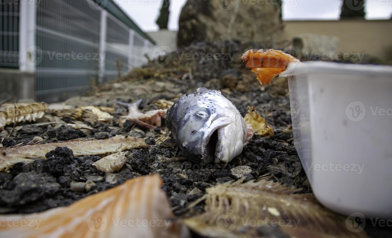 cabeças de peixe cru foto