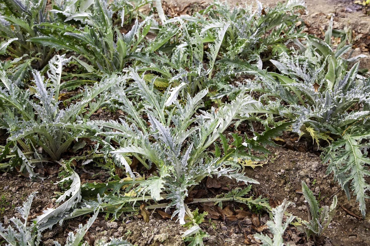 cardos plantados em horta foto