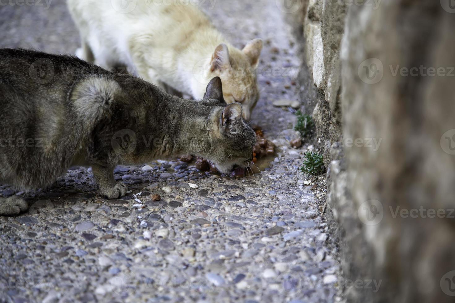 gatos vadios comendo na rua foto