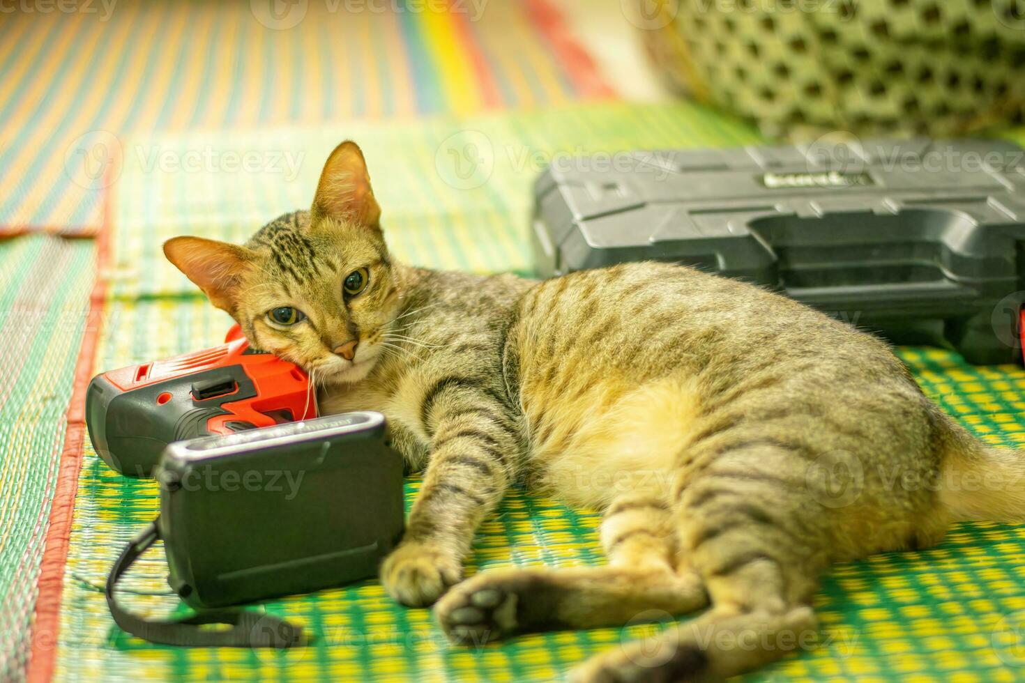 listrado Castanho gato olhando lateralmente.tabby gato dormindo em a chão deitado foto