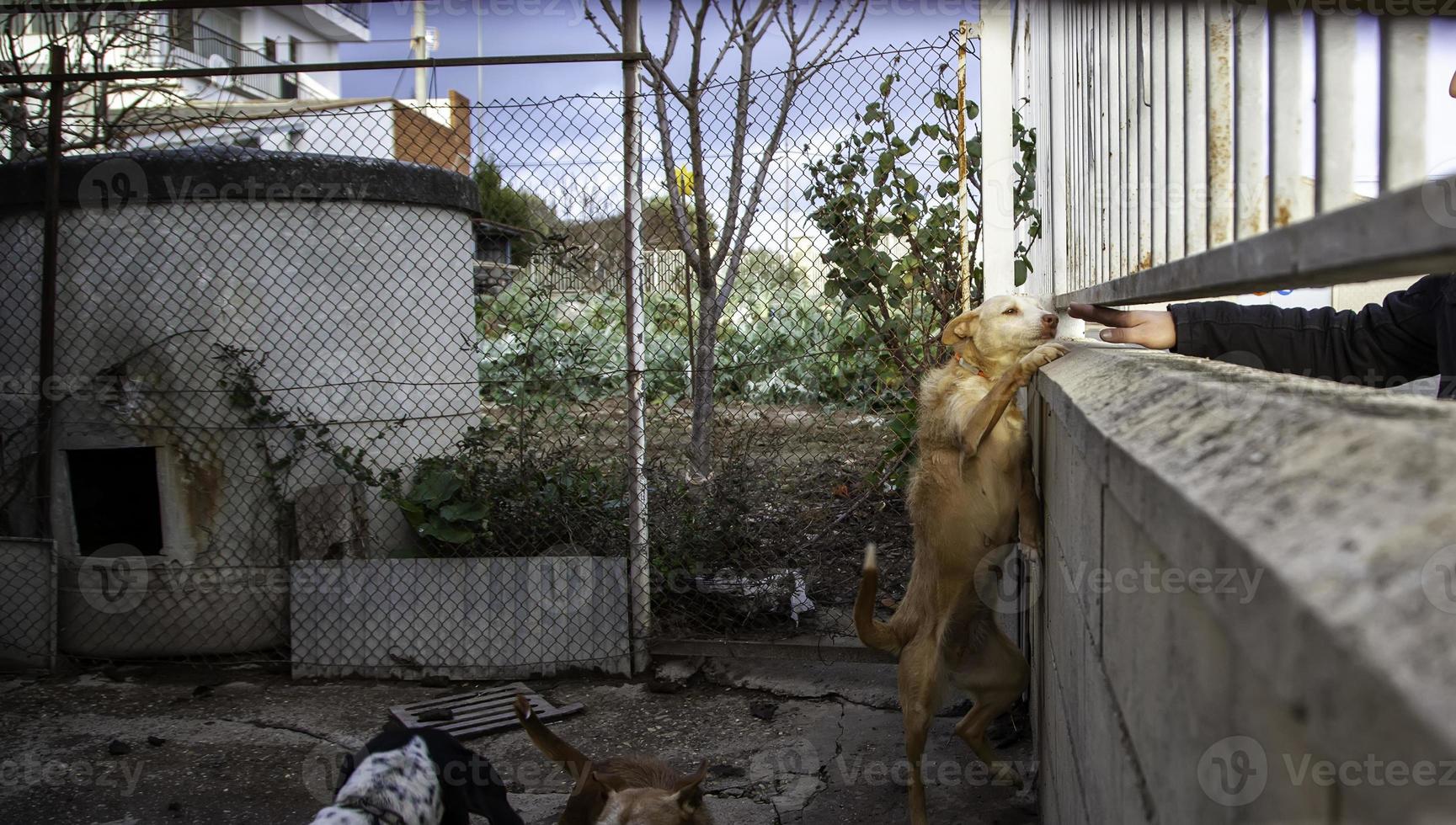 cachorro no canil foto