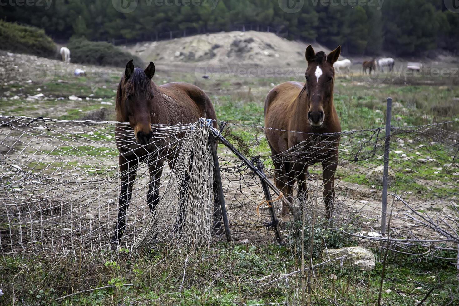 cavalo no estábulo foto