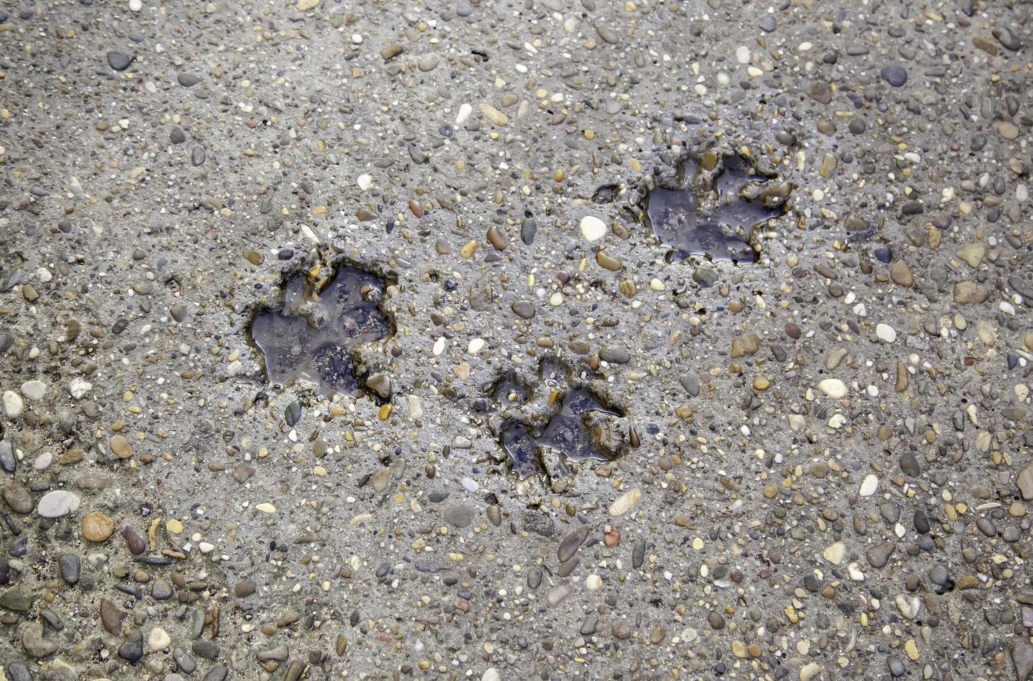 rastros de cachorro no chão foto