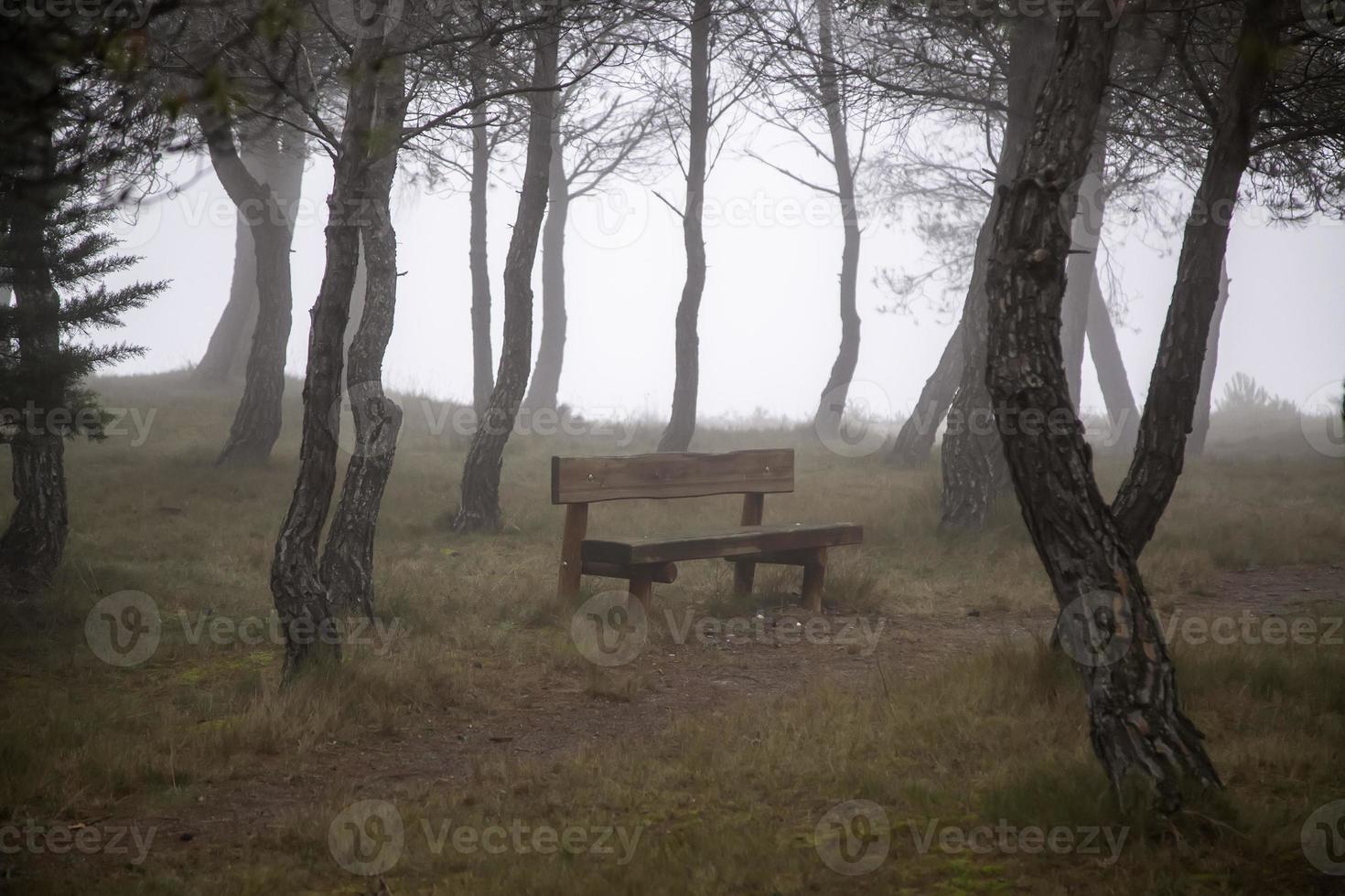 floresta com nevoeiro foto