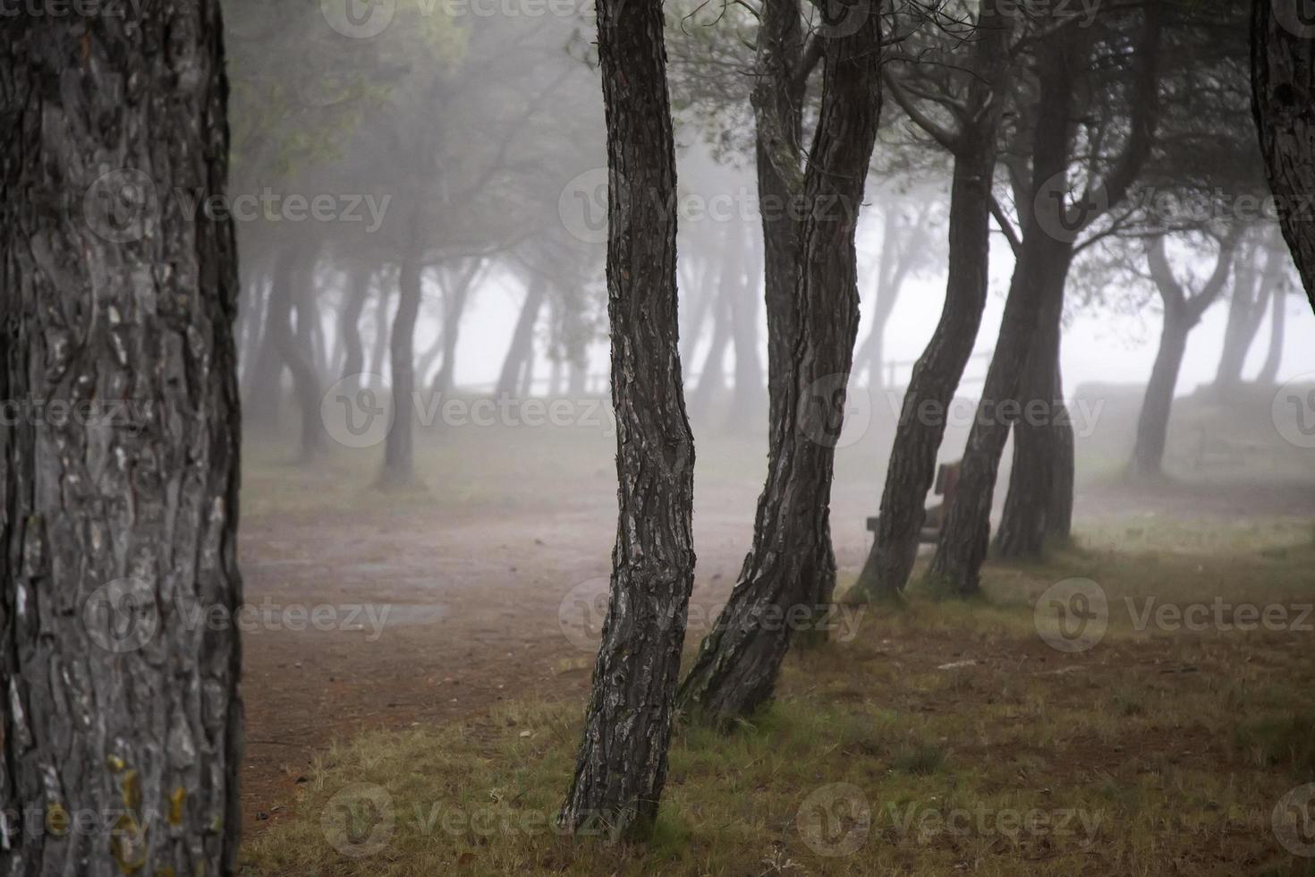 floresta com nevoeiro foto