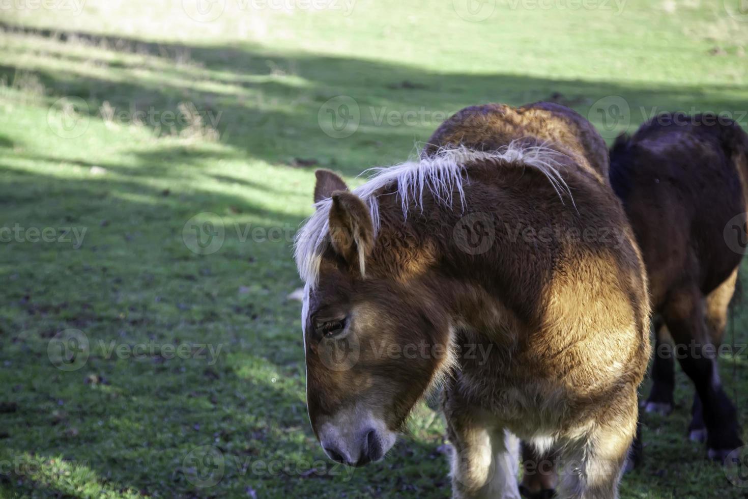 campo de cavalo selvagem foto