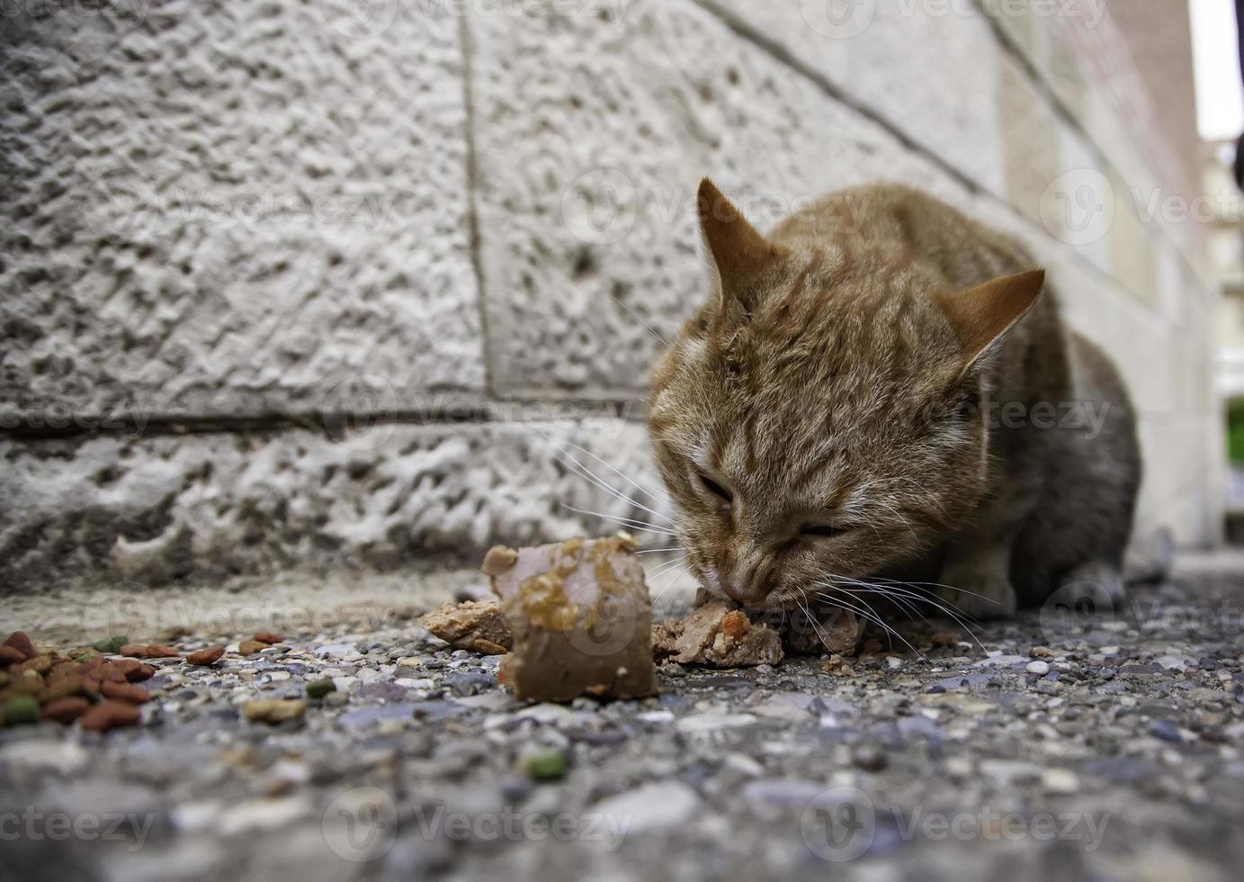 gatos vadios comendo na rua foto