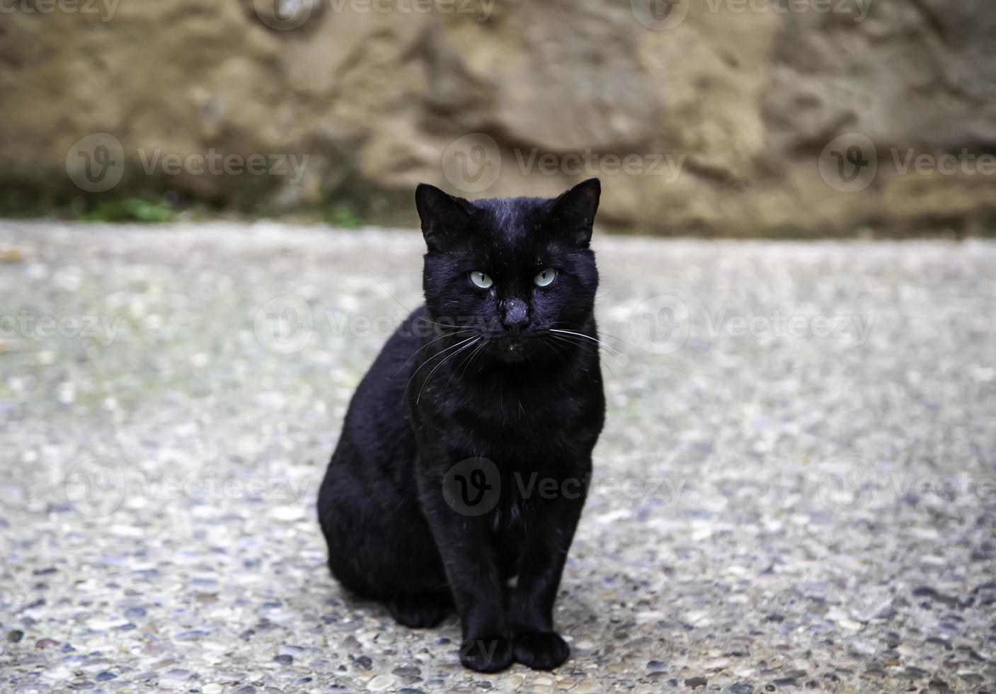 gato preto na rua foto