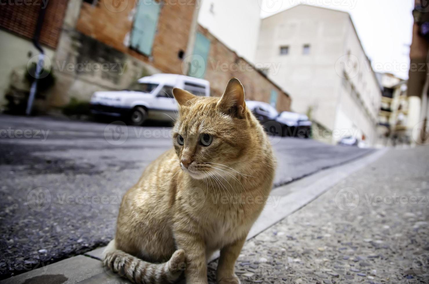 gatos vadios na cidade foto