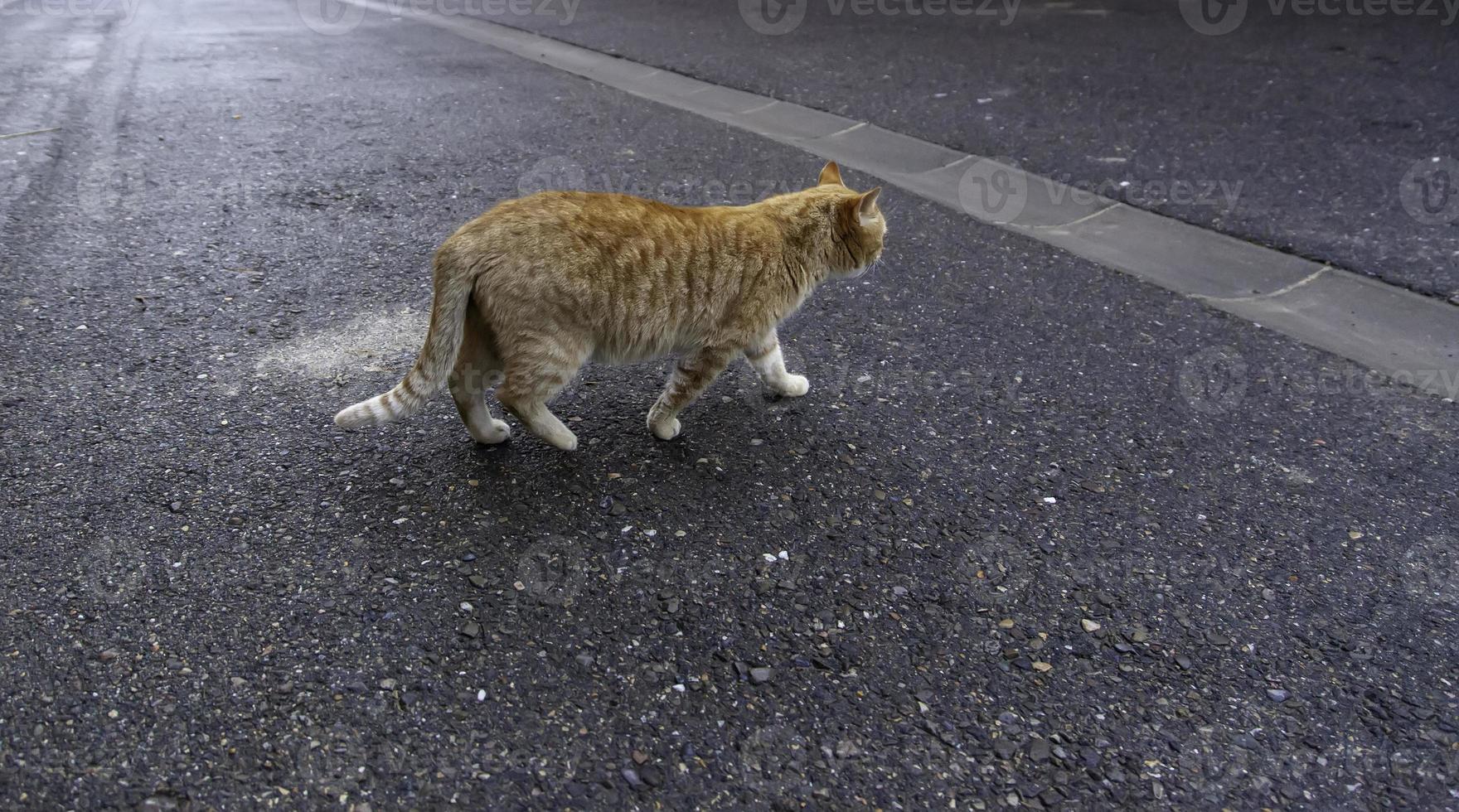 gatos vadios na cidade foto