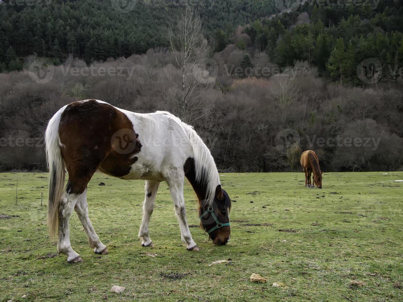 campo de cavalo selvagem foto