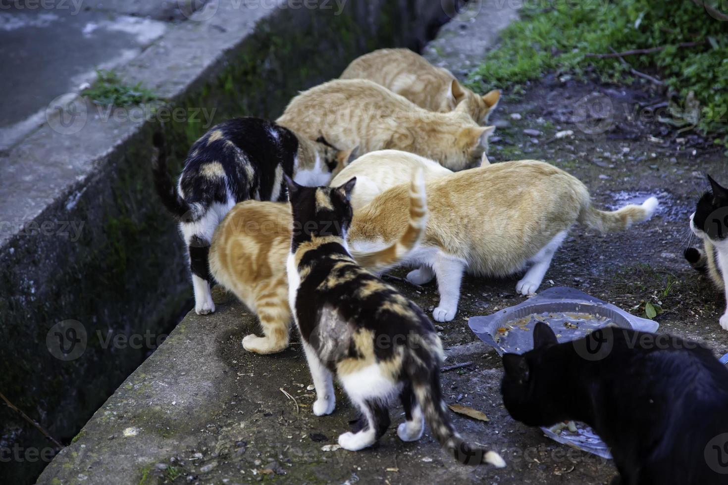 gatos de rua abandonados foto