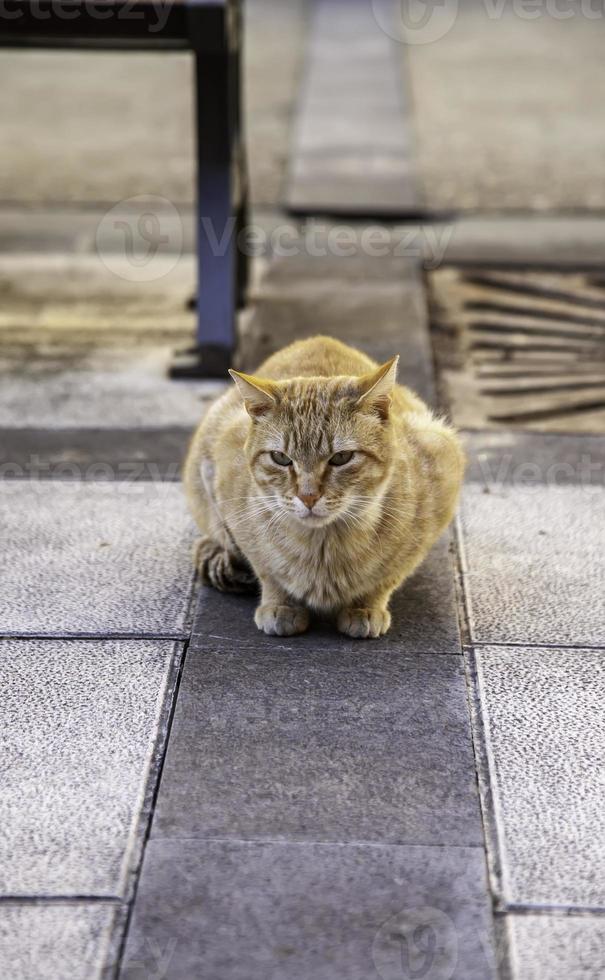 gatos de rua abandonados foto