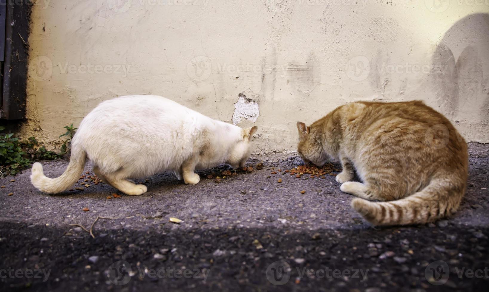 gatos de rua abandonados foto