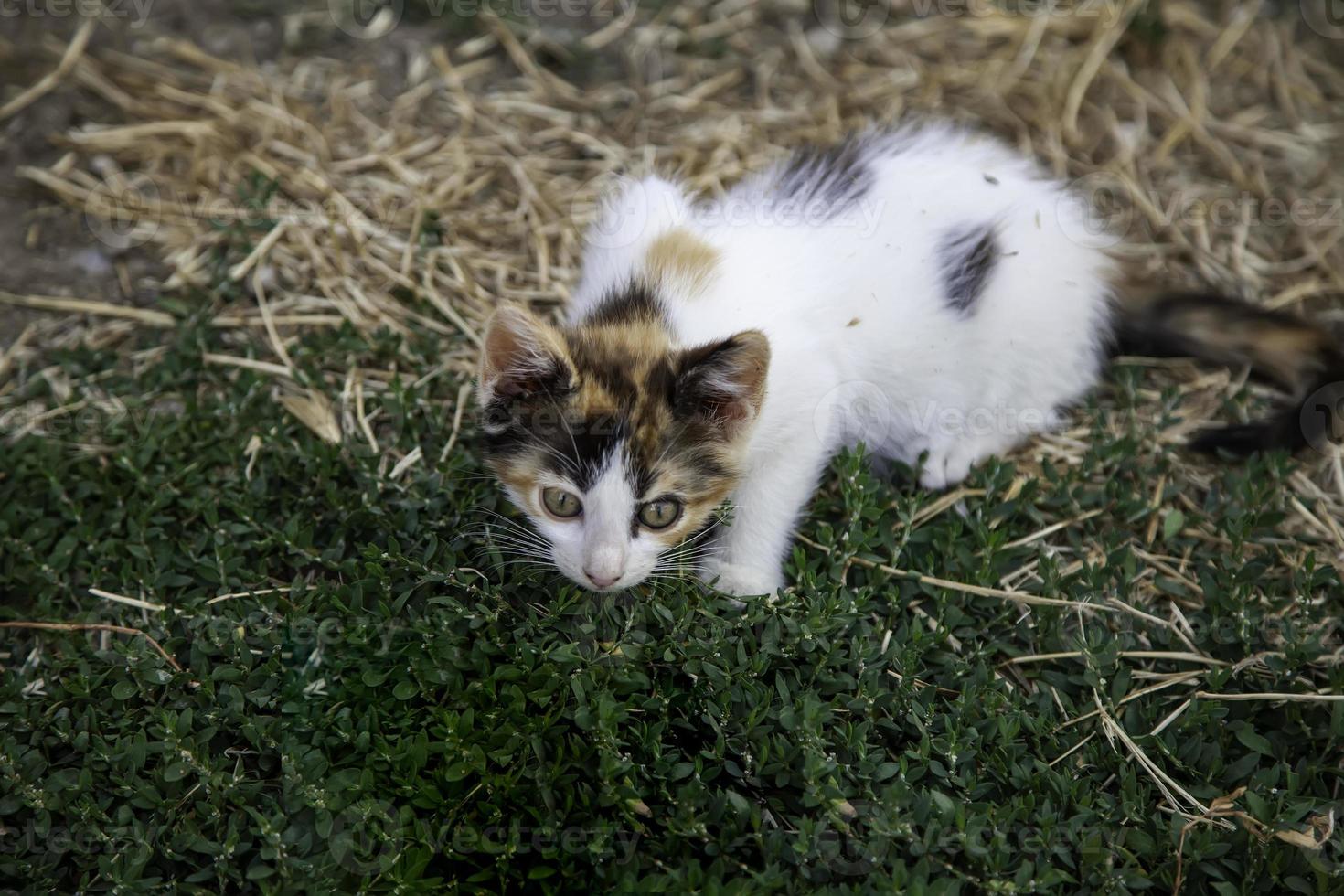 natureza de gatinhos abandonados foto