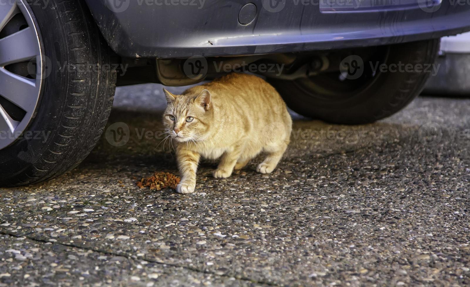 gatos de rua abandonados foto