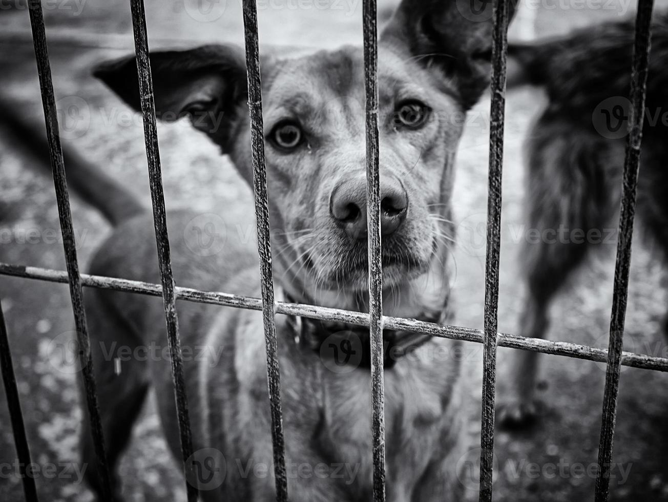 cachorro no canil foto