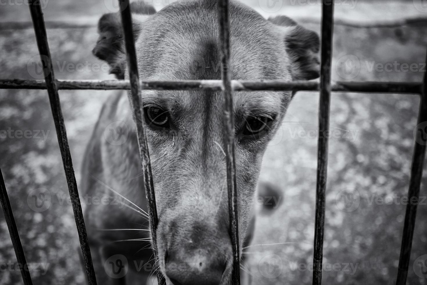 cachorro no canil foto