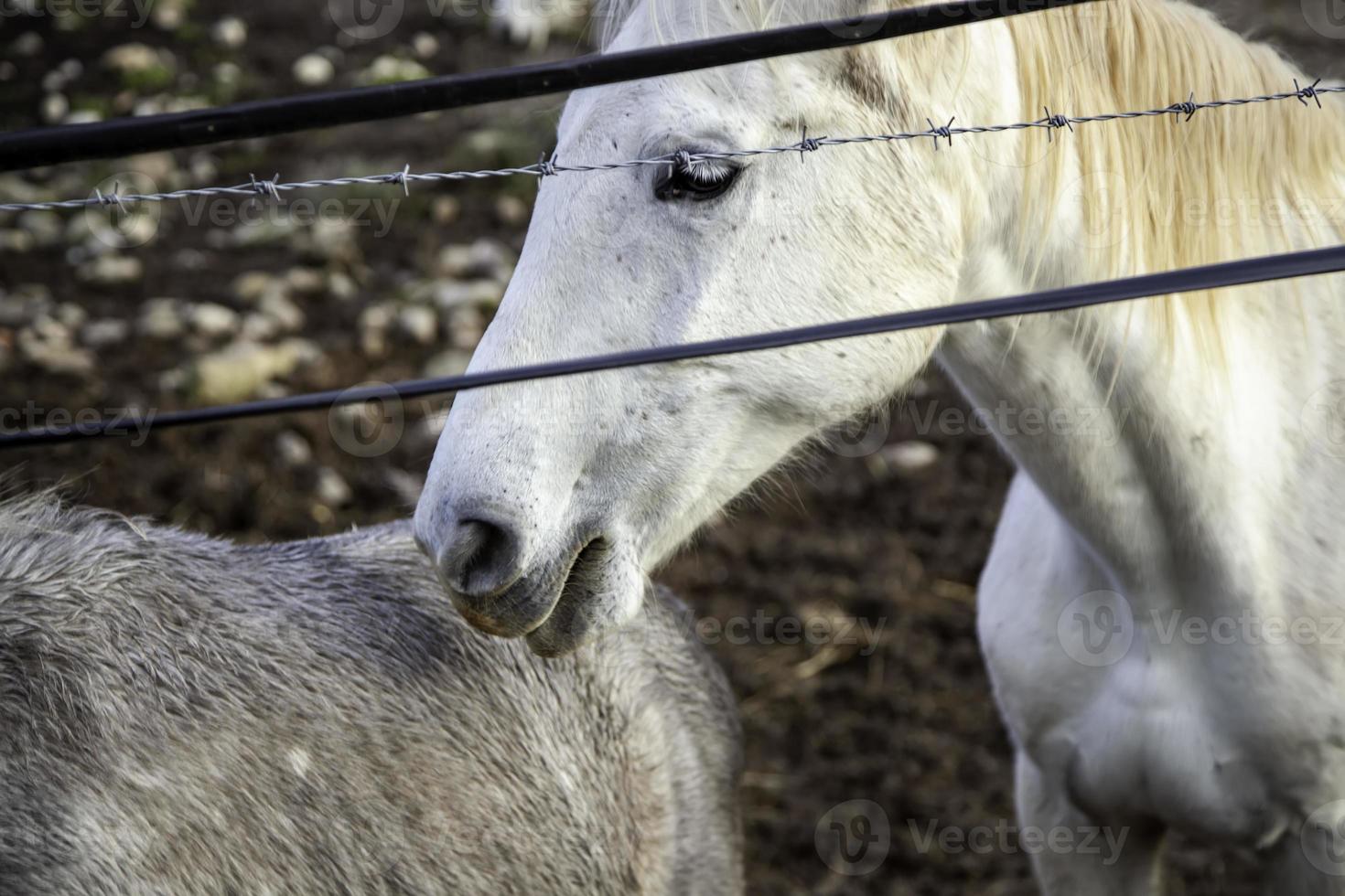 cavalo no estábulo foto