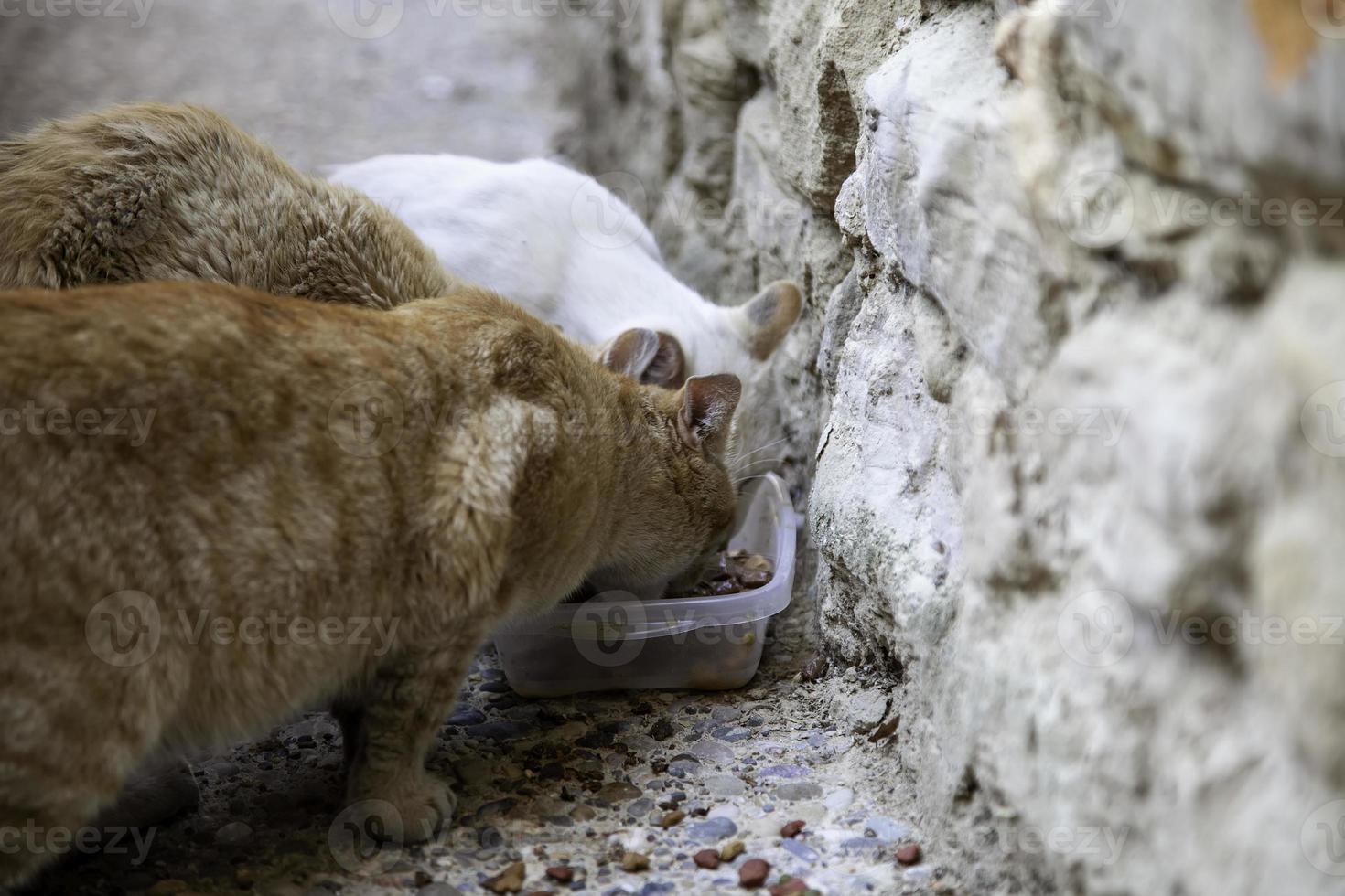 gatos vadios comendo na rua foto