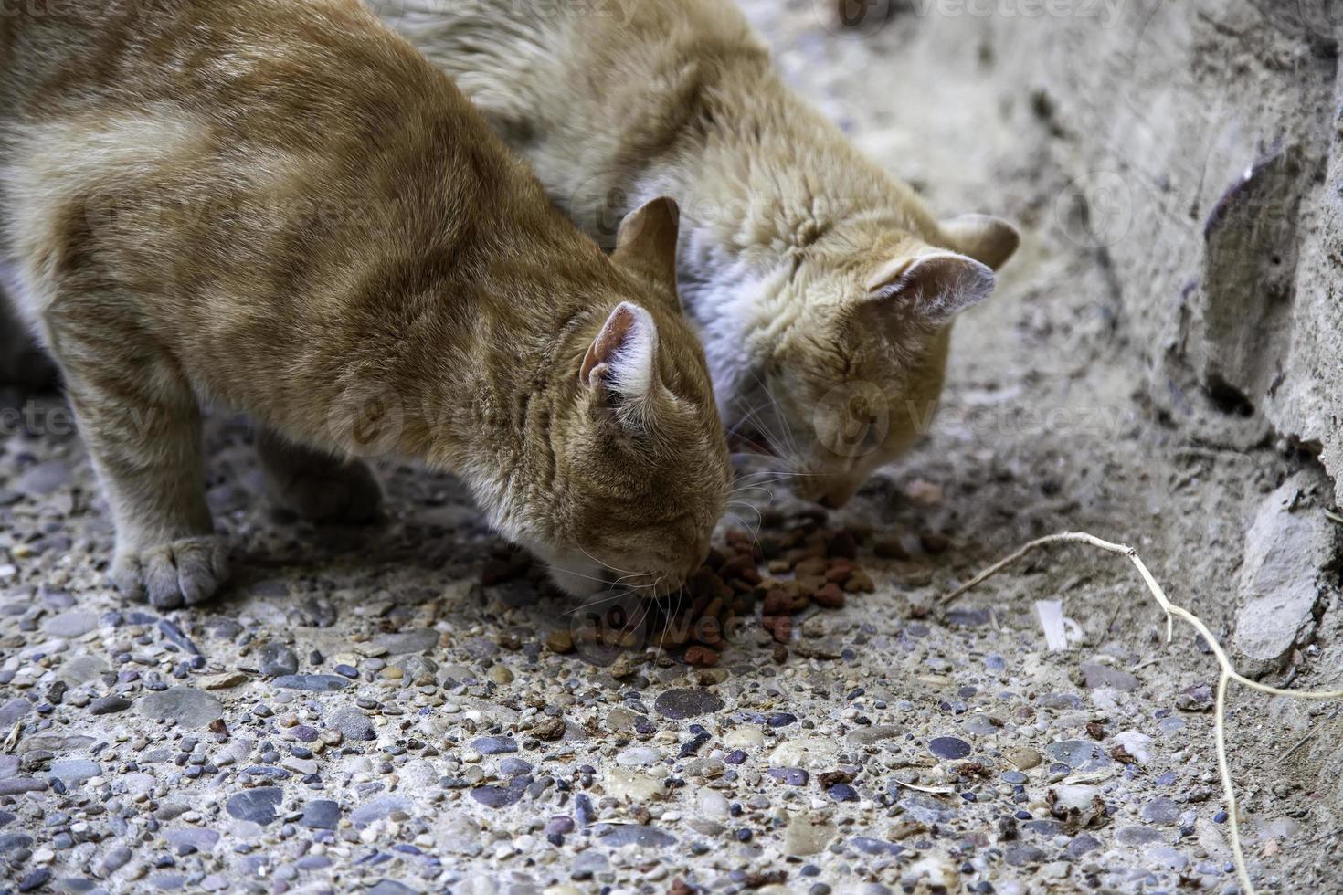 gatos vadios comendo na rua foto