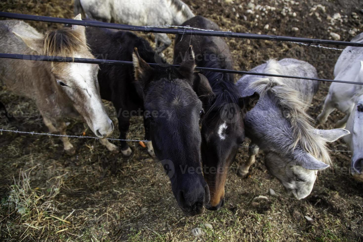 cavalo no estábulo foto