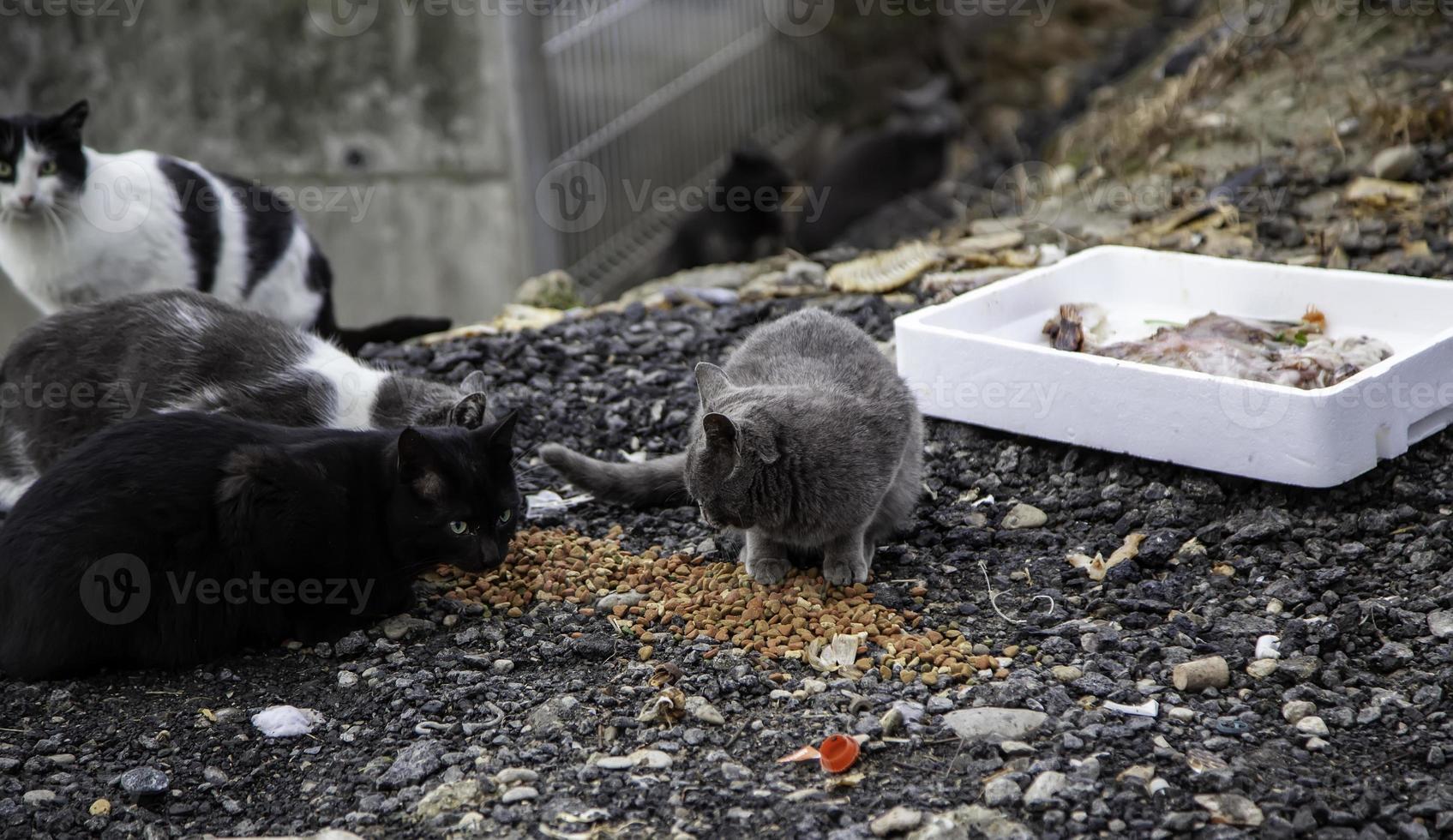 grupo de gatos vadios comendo na rua foto