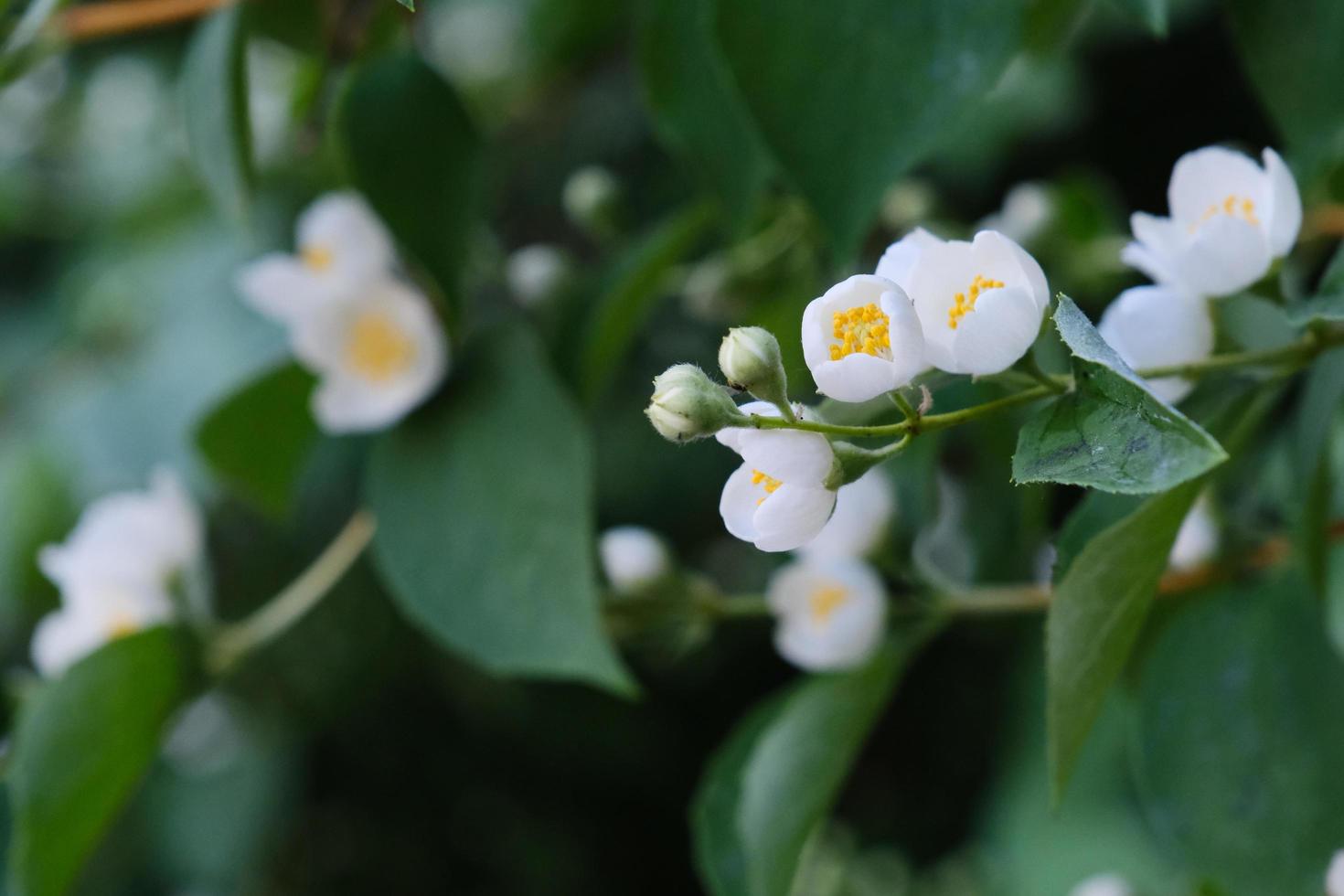 lindas flores filadélfia brancas com folhas verdes foto