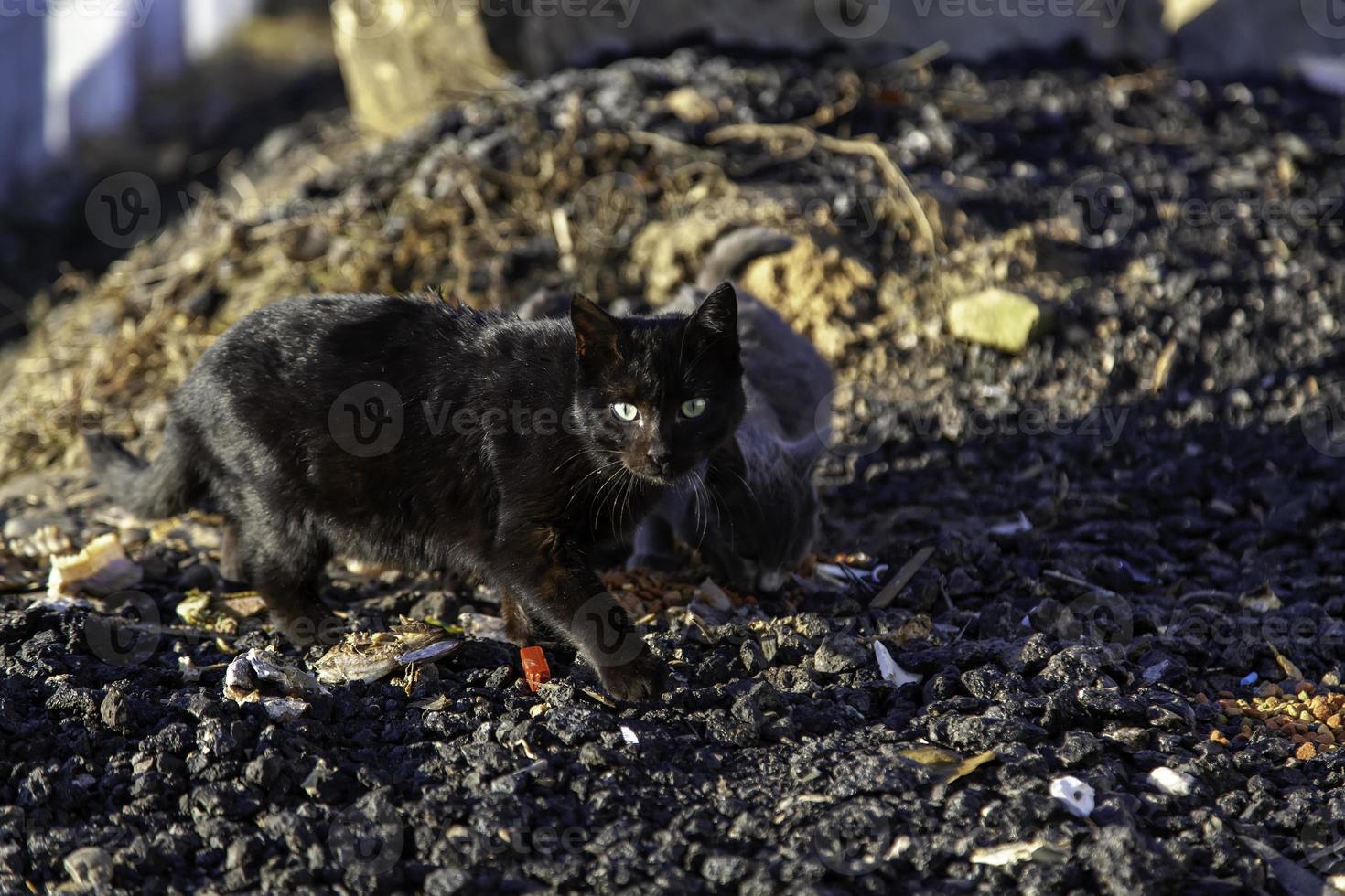 gatos vadios comendo na rua foto