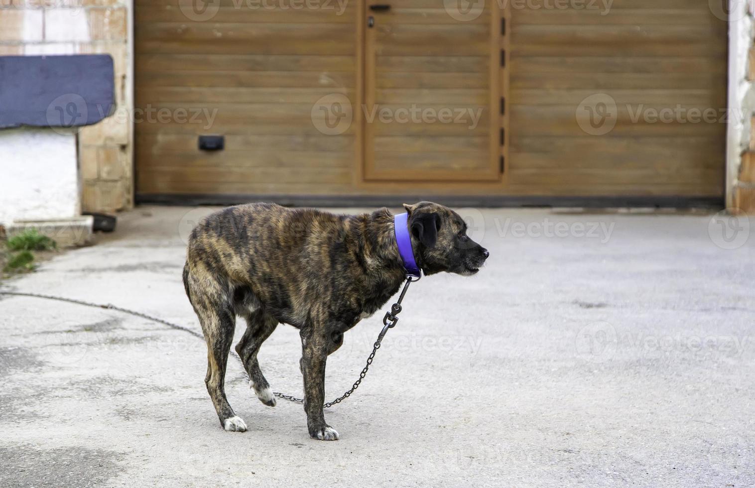 cachorro no canil foto