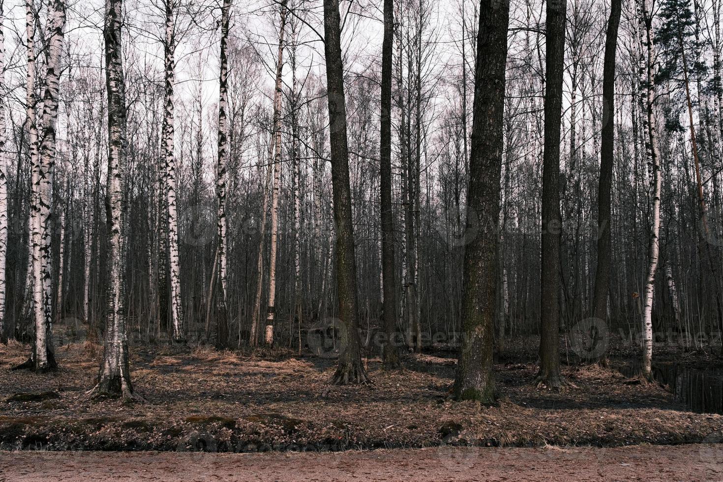 panorama da floresta de outono misterioso na névoa da manhã foto