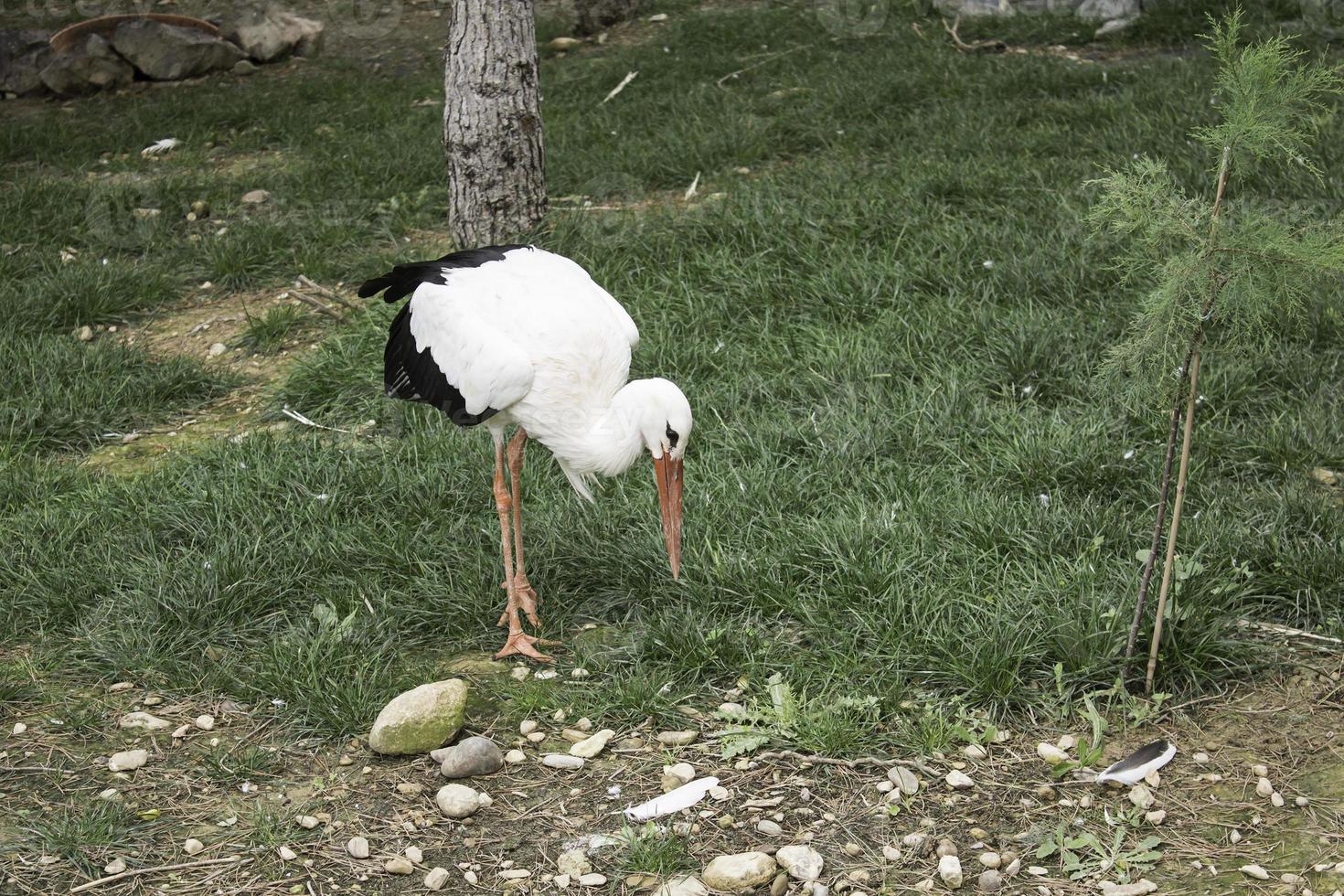 grande pássaro zoológico foto