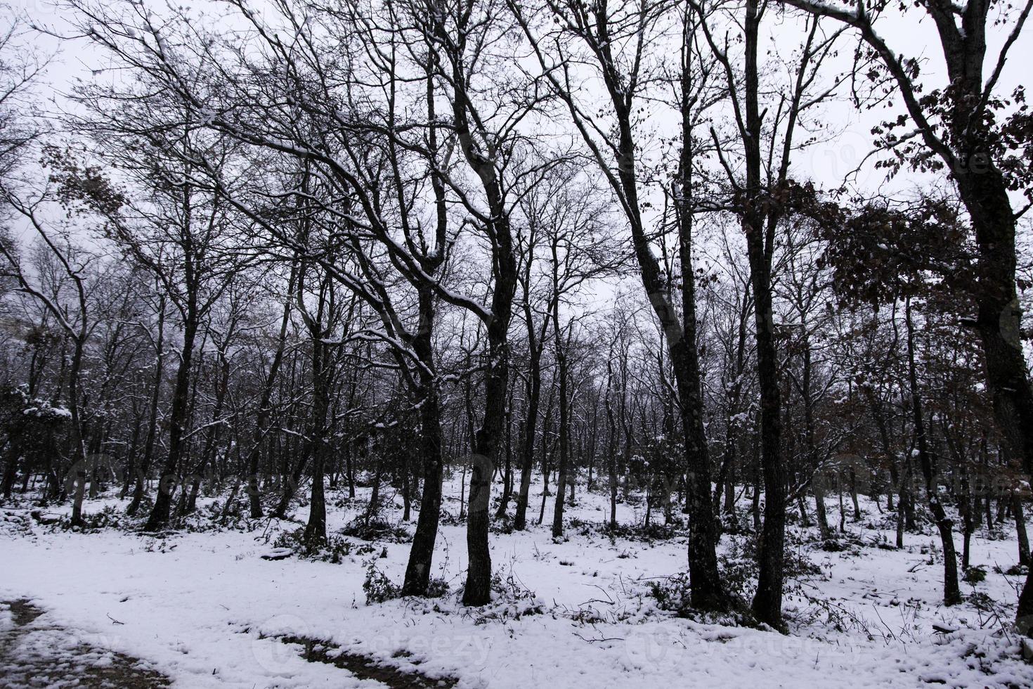 floresta natural de neve foto