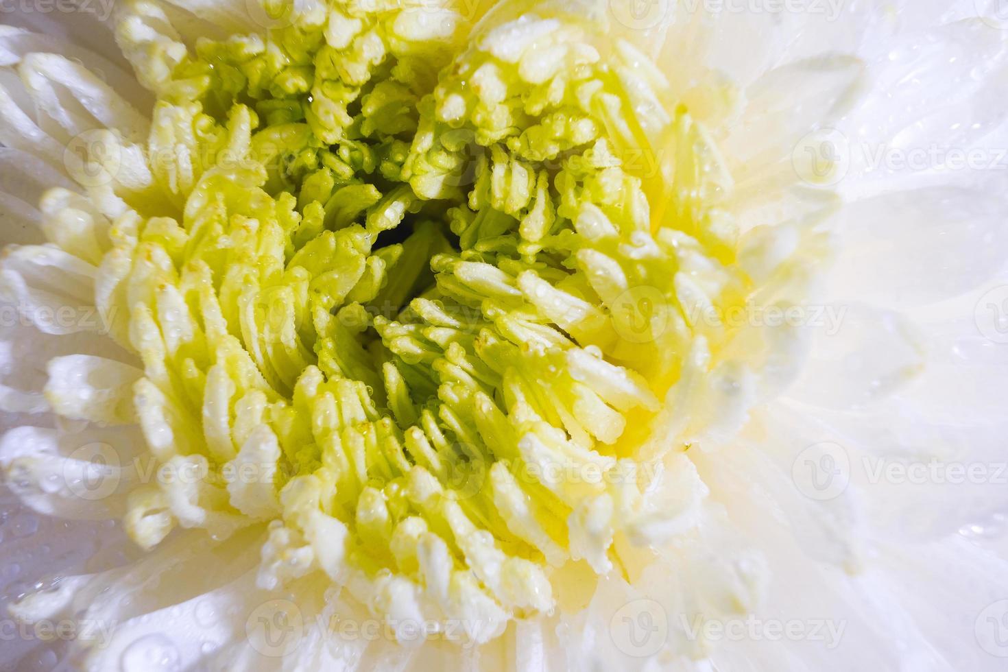 lindo padrão de pétalas da cabeça de flor de uma flor de crisântemo foto