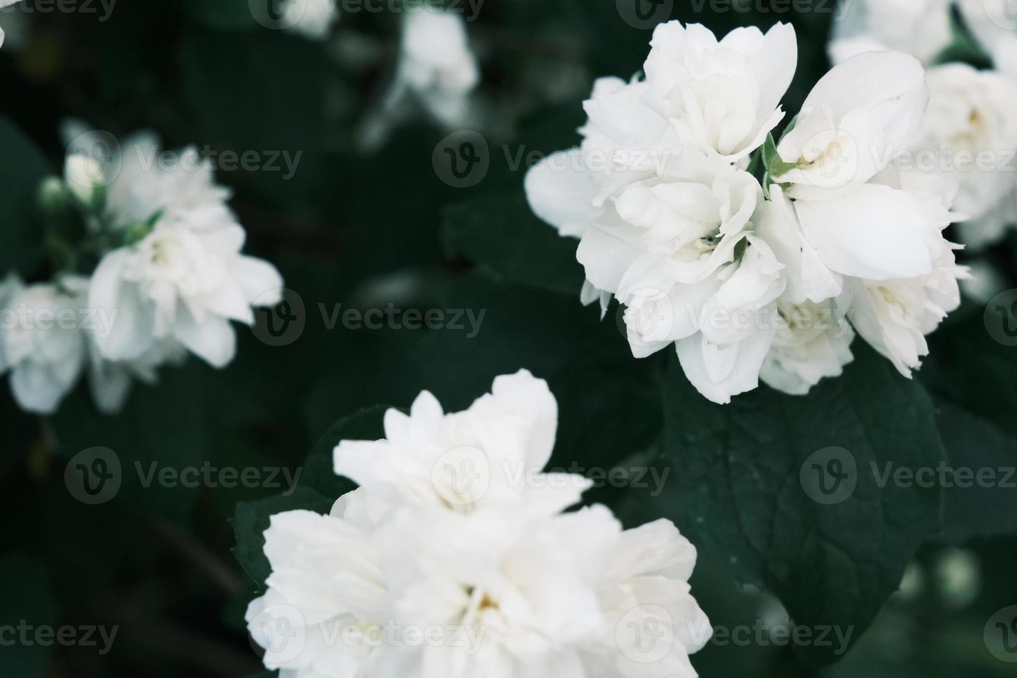 desabrochando flores de jasmim brancas no mato com folhas verdes foto