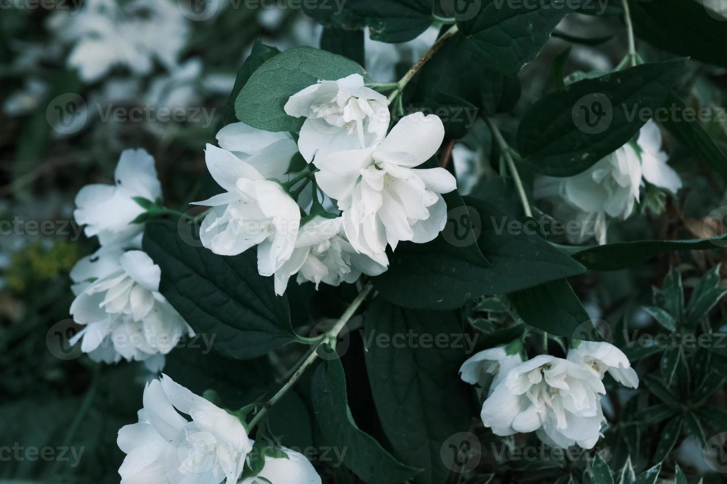 desabrochando flores de jasmim brancas no mato com folhas verdes foto