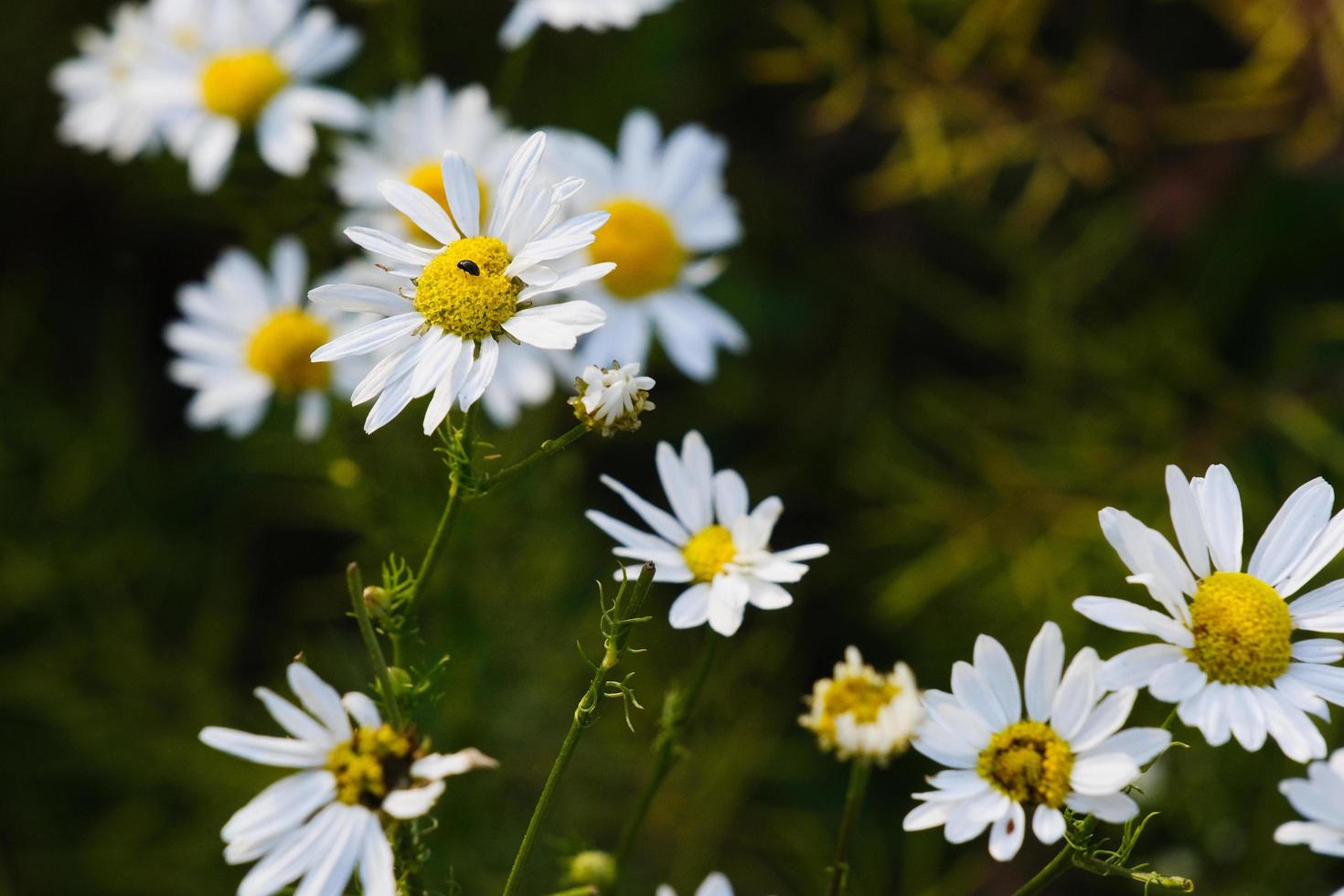 desabrochando flores amarelas de camomila com pétalas brancas em um campo foto